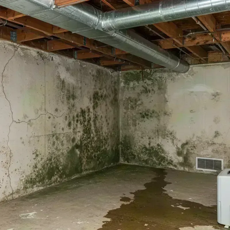 Professional Mold Removal in Lake County, IL